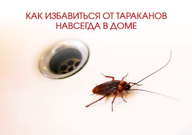 Как избавиться от тараканов в доме в Москве
