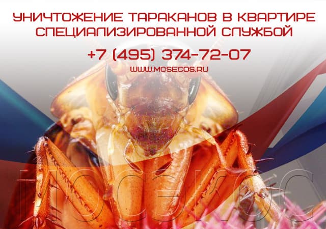 Уничтожение тараканов специализированной службой в Москве