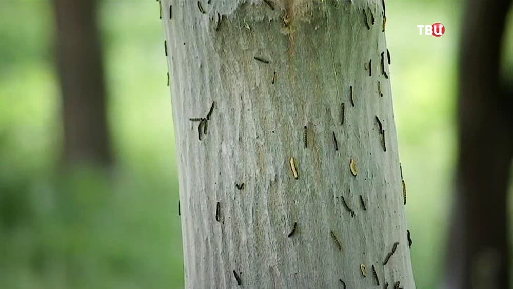 Обработка деревьев от насекомых